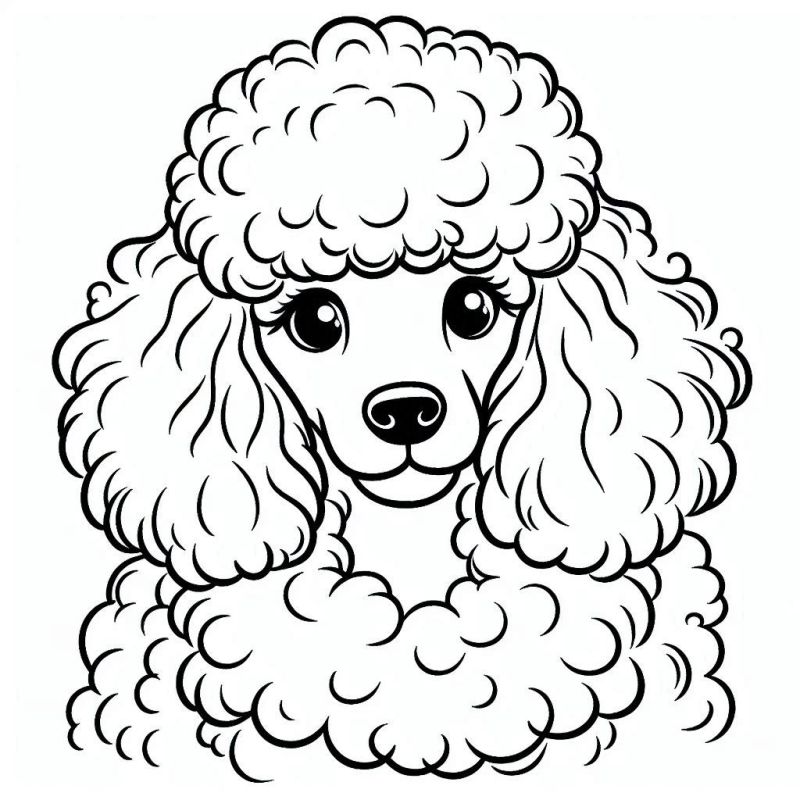 Desenho Detalhado de Poodle para Colorir